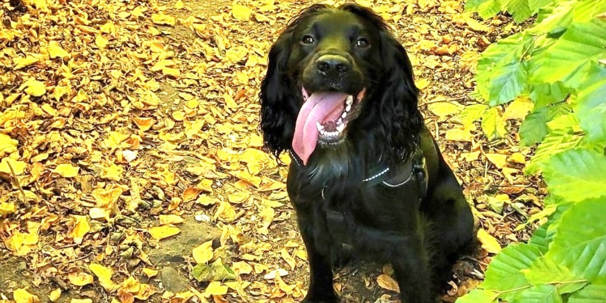 📷 Meet Blu - He's fully to date with his chip details!