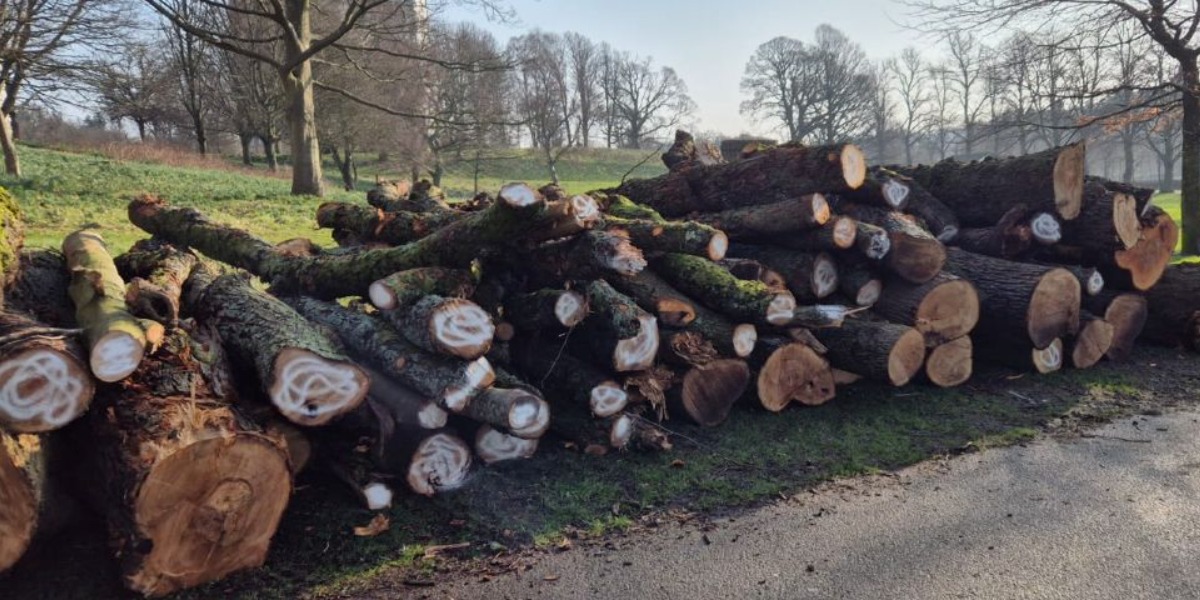 📷 Trees from Callendar Park that came down during Storm Eowyn have been used to create the barriers.