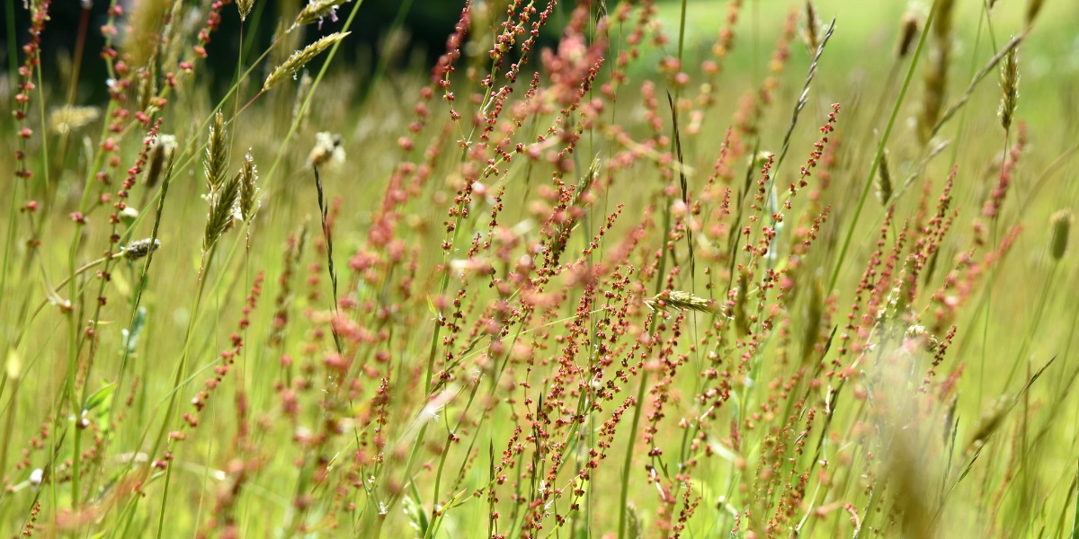 Banner image for 'Have your say: Private Housing Estates Maintenance Review'