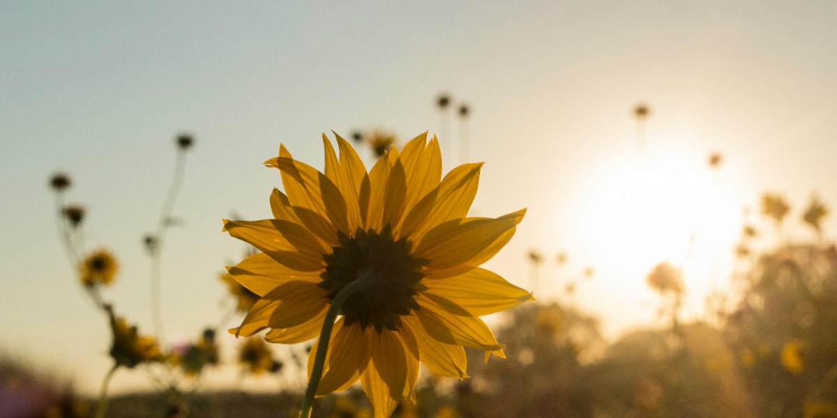 📷Hot weather can cause heat injuries like dehydration and heatstroke