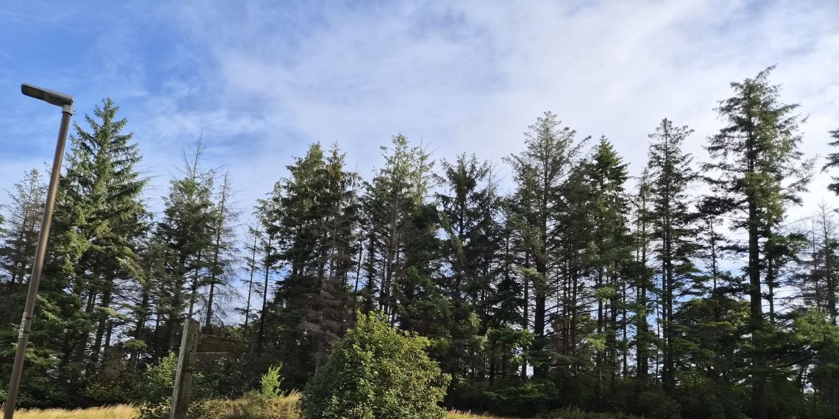 📷 A detailed tree survey identified that around 300 Spruce trees were infected by the Great Spruce Bark Beetle.